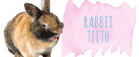 Rabbit Tooth Problems Prevention Is Key Small Pet Select