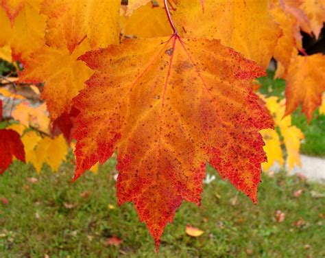 Maple leaves 1, Coldwater, Michigan | A few maple leaves, pr… | Flickr