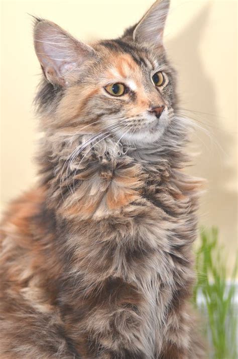 Beautiful Young Maine Coon Cat Stock Image Image Of Long Fluffy