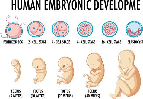 desarrollo embrionario humano en infografía humana 7563118 Vector en