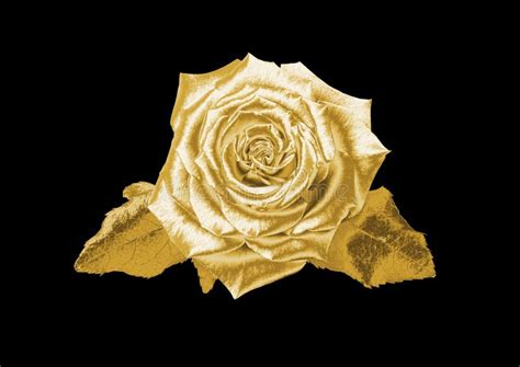 Gold Rose Stock Image Image Of Beauty Rose Flowers 96026053