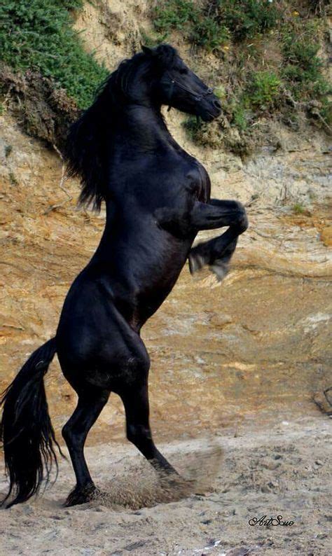 Black Beauty Horses Most Beautiful Horses Beautiful Horses
