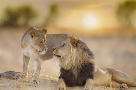 Lion Romance Limited Edition Of 20 Photography By Ozkan Ozmen