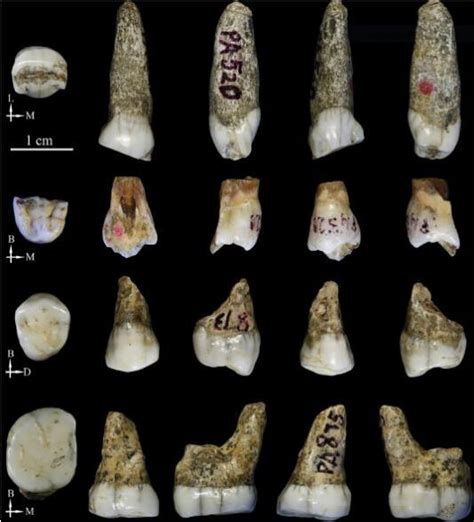 National Geographic：ancient Teeth Hint At Mysterious Human Relative