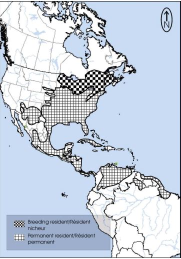 Eastern Meadowlark Species At Risk In The Land Between