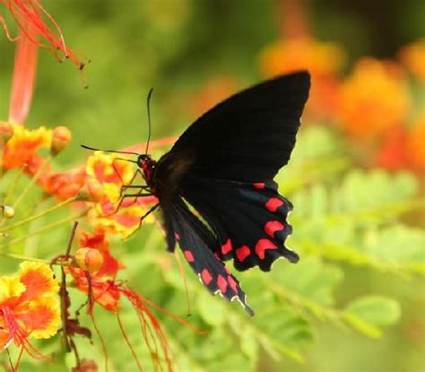 News Butterfly Black Butterfly