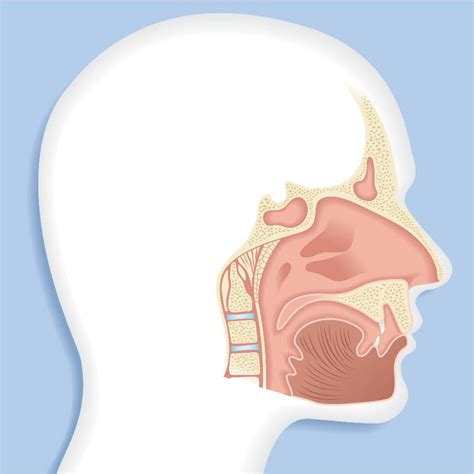 Nasal And Sinus Dr Stolovitzky