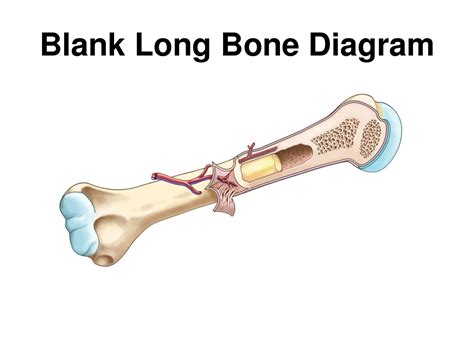 Start studying long bone labeled. Unlabeled Skeletal Diagram - General Wiring Diagram