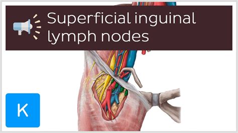 Inguinal Lymph Node Anatomy