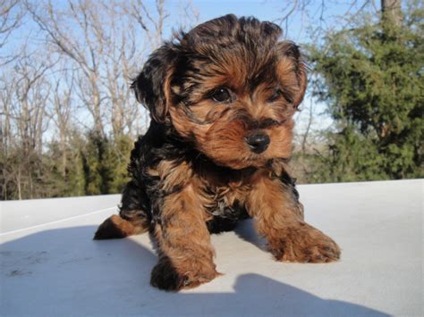 15 Pictures About Yorkie Poo Full Grown Weight Pets Lovers