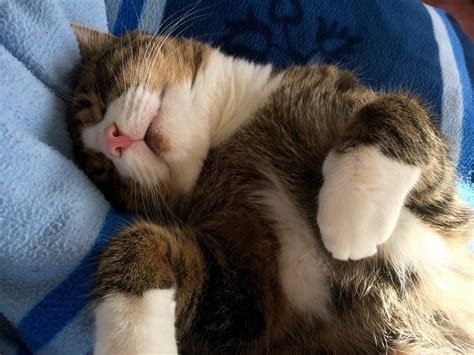 Free Images Animal Pet Fur Kitten Yawn Nap Close Up Nose