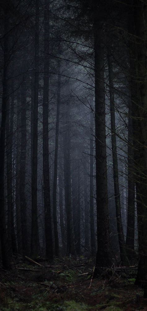 Dark Forest Fog Wallpapers Top Free Dark Forest Fog Backgrounds