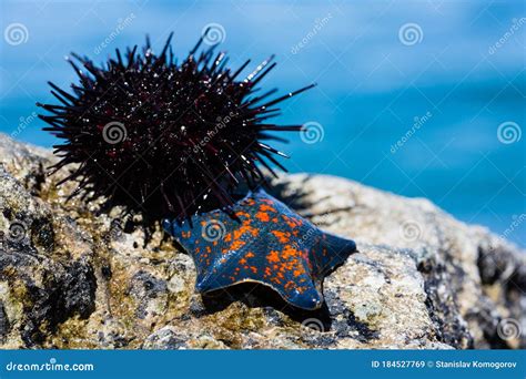 Live Sea Urchin And Star Sky Stock Image Image Of Animal Spine