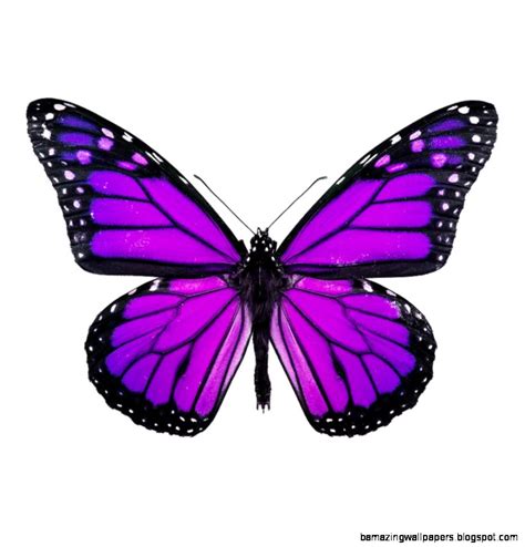 Butterflys 2048