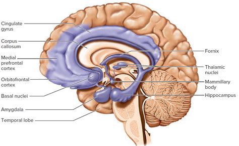 Human Brain Anatomy And Function Cerebrum Brainstem