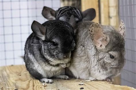 Chinchilla Bonding And Handling Guide Do Chinchillas Need To Be In