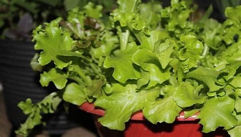 How To Grow The Ultimate 5 Minute Salad Garden