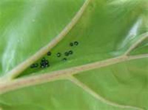 There are tiny black bugs that are eating the leaves of the vegetables in my garden. Aroid Forum: Little black bugs eating Alocasias