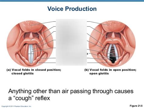 Vocal Cord Diagram General Wiring Diagram