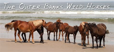 Outer Banks Nc Wild Horses