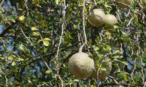 The Earth of India: All About Wood Apple Fruit