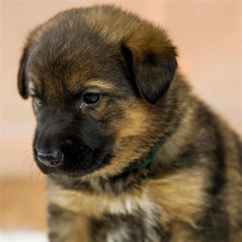 1 Florida German Shepherd Puppies For Sale