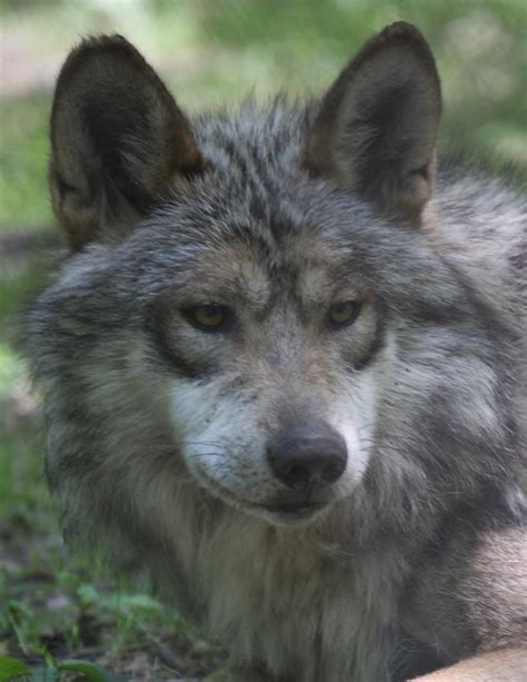 Beautiful Wolves Animals Beautiful Mexican Gray Wolf Coyote S