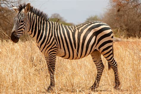 Zany Zebra Fun Facts That Will Make You Go Wild