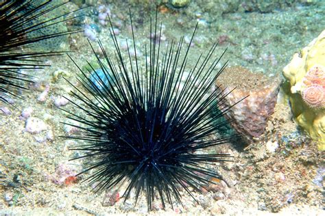 Long Spined Sea Urchin To Be Added To Twa Survey Protocol