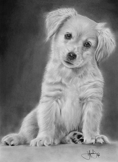 Golden Retriever Puppy Drawing By John Harding Puppy Drawing Animal
