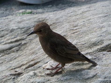 Long Beaked Brown Birdy By Fluffytheartist On Deviantart