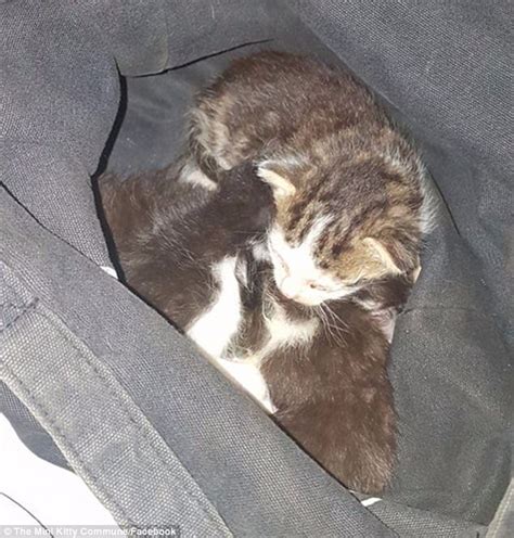 Kittens Found Dumped In Plastic Bag And Thrown On Tracks Daily Mail