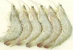 Tiger Prawns Manufacturers Suppliers Exporters