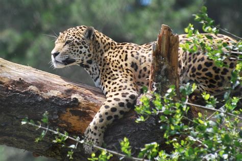 jukani wildlife sanctuary south africa plettenberg bay pho… flickr