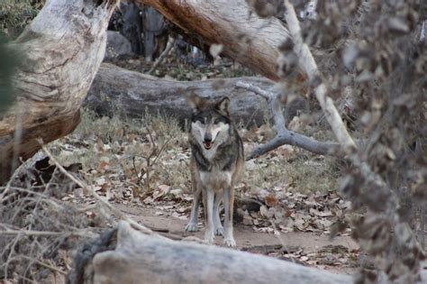New Mexico Zoo Sends Endangered Wolf Pack To Mexico