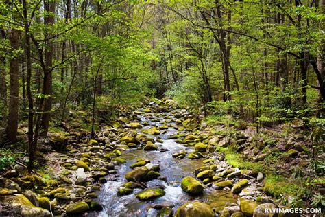 Framed Photo Print Of Forest Stream Mossy Stones Smoky Mountains