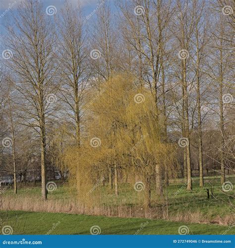 Early Spring Landscape With Meadow Weeping Willow And Poplar Trees In