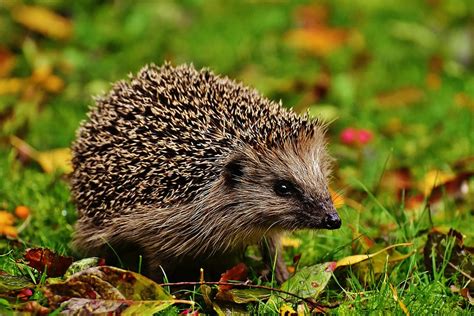 Hedgehog Wallpaper Hd