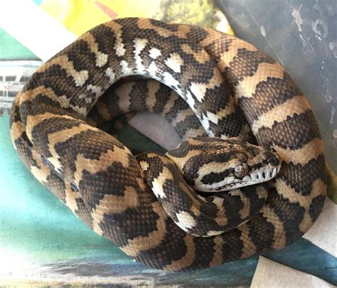Nsw Het Darwin Carpet Pythons Aussie Pythons And Snakes