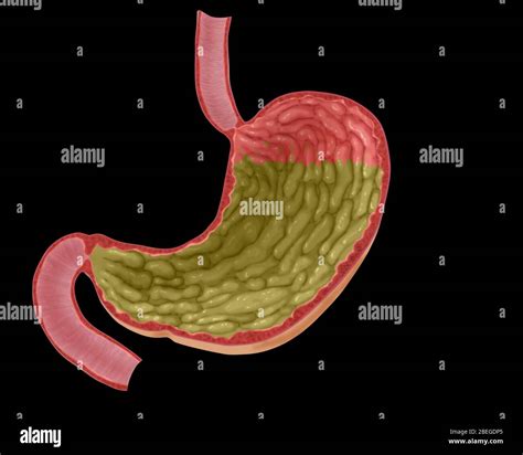 Full Stomach Hi Res Stock Photography And Images Alamy