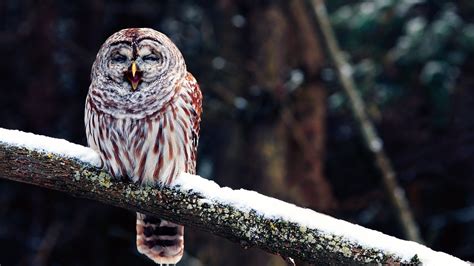 Birds Branch Owl Snow Wallpapers Hd Desktop And Mobile