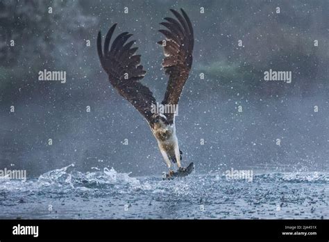The osprey on the River Gwash. OAKHAM, UK: MAJESTIC photographs have