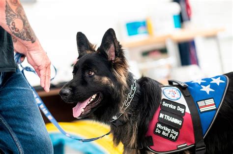 Must be emailed by writer to this essay is intended to give us insight into how you think a service dog would be beneficial to you and in what ways you feel you are mentally and. Pin on Working Dogs