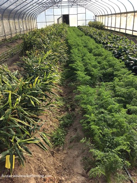 Growing Turmeric Sustainable Market Farming