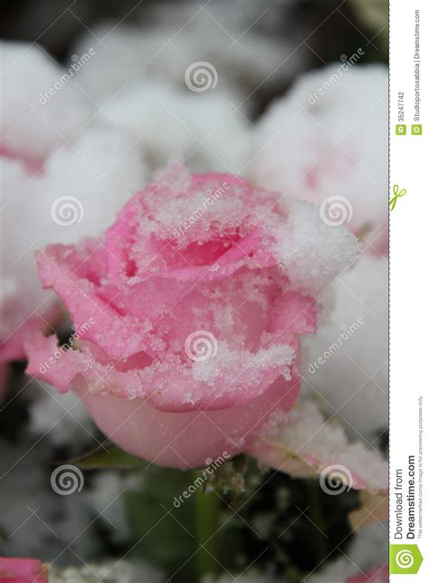 Snow Covered Pink Rose Stock Photo Image Of Flake Leaf 35247742