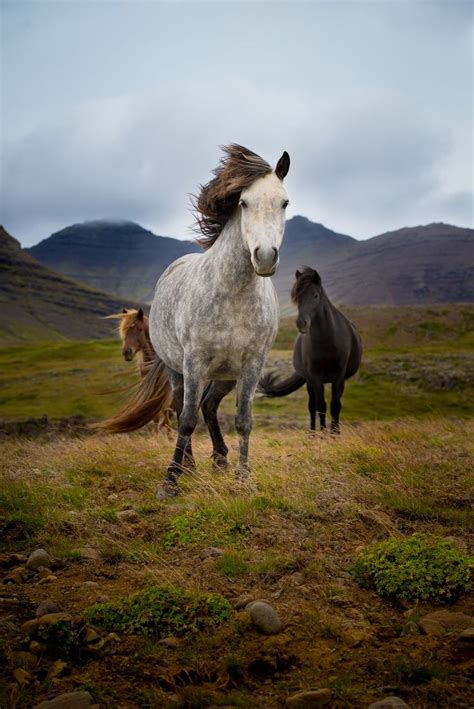 Wild Icelandic Horses By Jennifer Pritchard — 2016 National Geographic