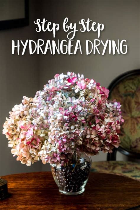 Step By Step Drying Hydrangea Flowers Southern Living Plants