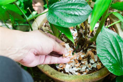 As the planet is shifting to a greener way of living , the spotlight is on ways to recycle our trash, repurpose our waste, and find new ways to utilize those everyday household items that are all too often tossed into the. 5 Ways To Use Eggshells In Your Garden