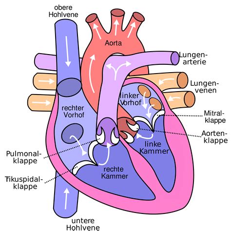 Human Heart Drawing Images At Getdrawings Free Download