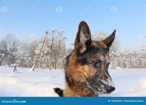 German Shepherd Dog On Snow Stock Image Image Of Cold Frost 73669335